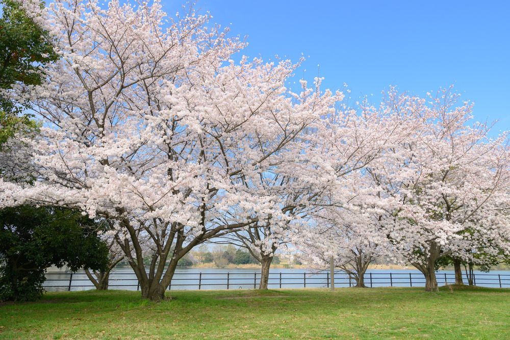 彩湖・道満グリーンパークの画像 - 3枚目