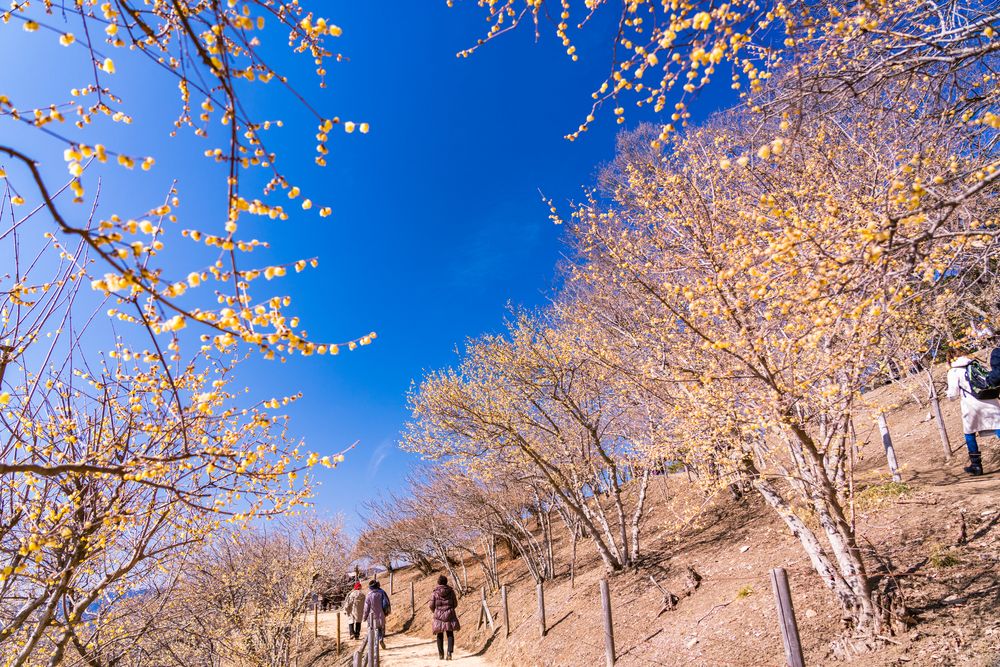 宝登山の画像 - 3枚目
