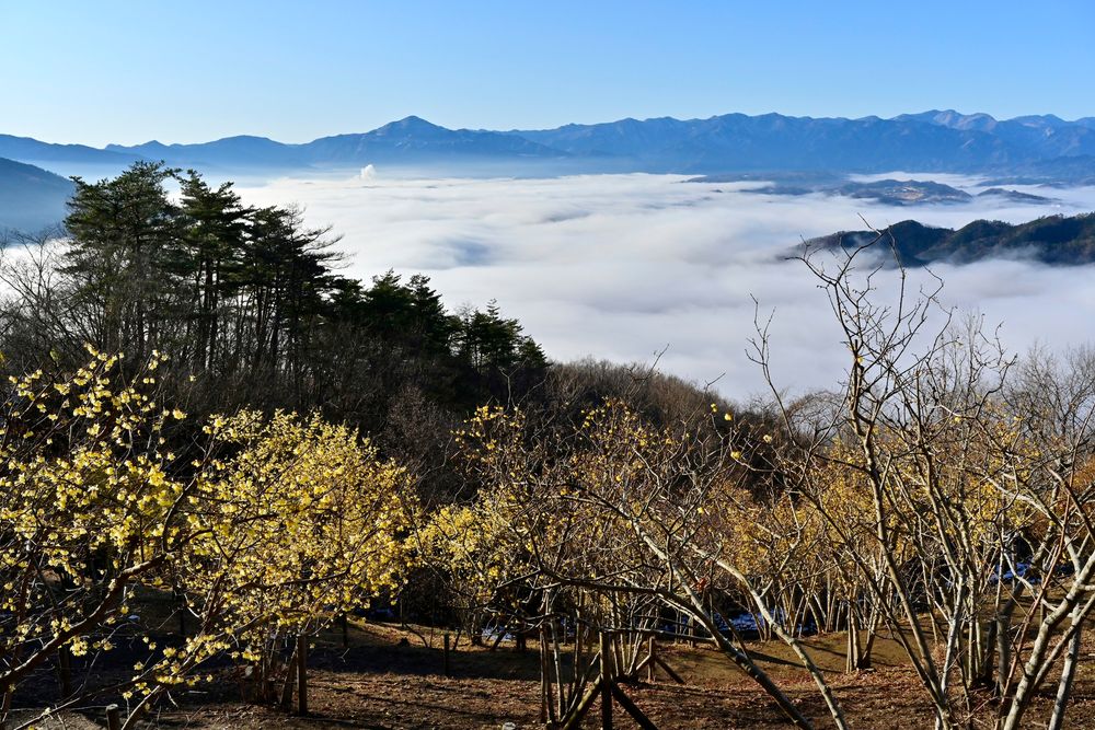 宝登山の画像 - 4枚目