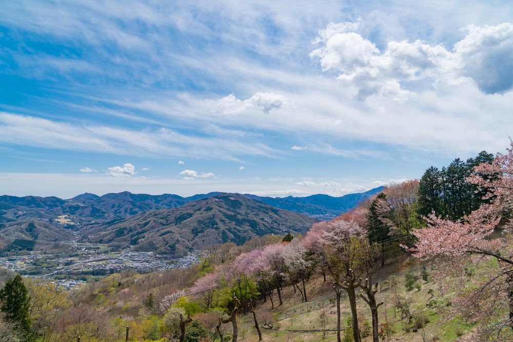 宝登山の画像 - 5枚目