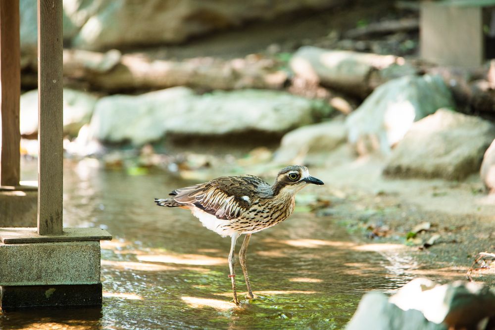 キャンベルタウン野鳥の森の画像 - 2枚目