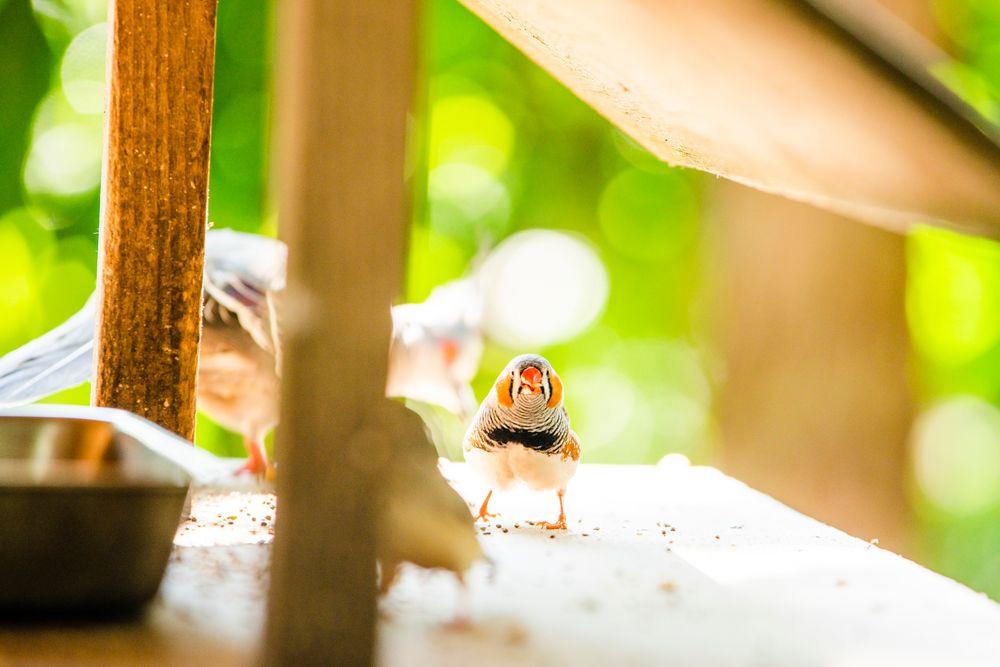 キャンベルタウン野鳥の森の画像 - 3枚目
