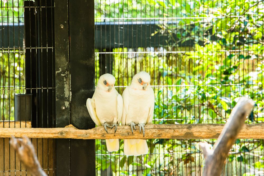 キャンベルタウン野鳥の森の画像 - 4枚目