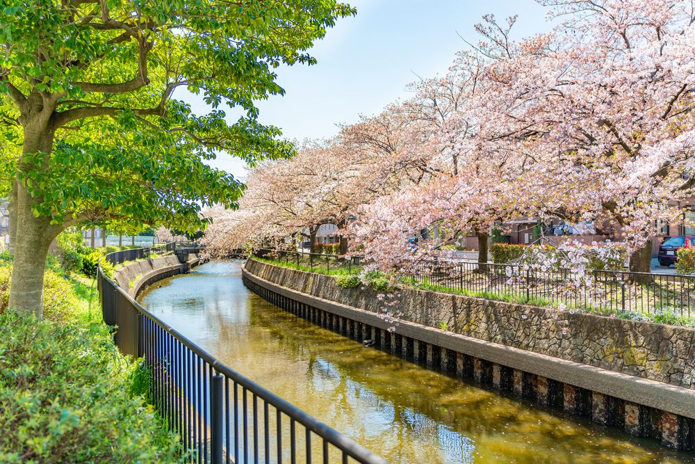 北越谷桜堤の画像 - 2枚目