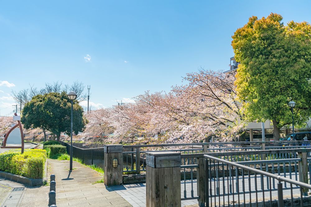 北越谷桜堤の画像 - 3枚目