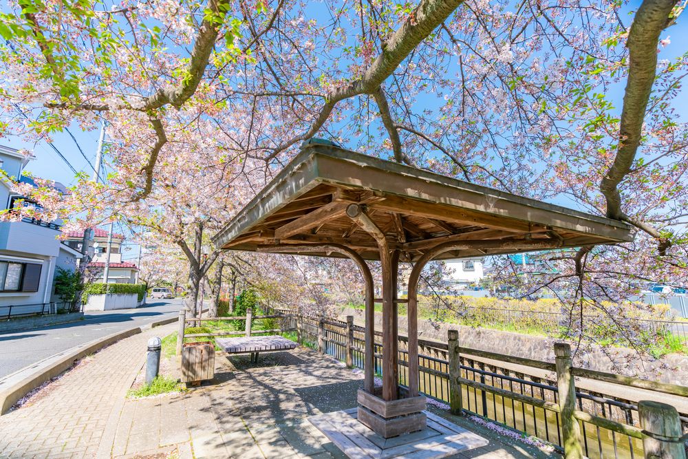 北越谷桜堤の画像 - 4枚目