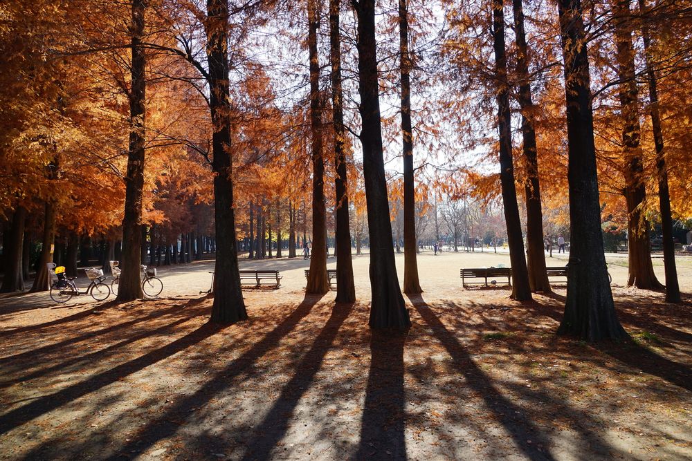 別所沼公園の画像 - 2枚目