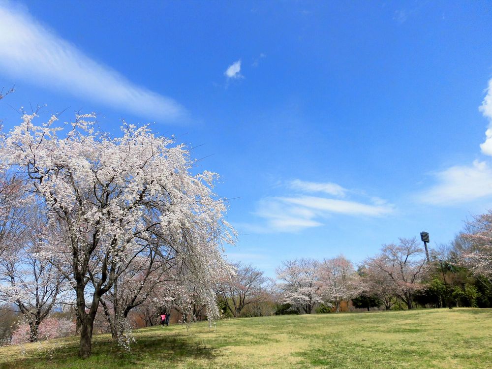 熊谷スポーツ文化公園の画像 - 5枚目