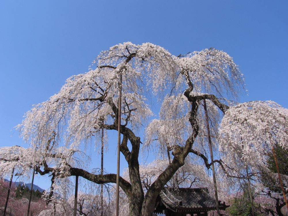 清雲寺の画像 - 3枚目