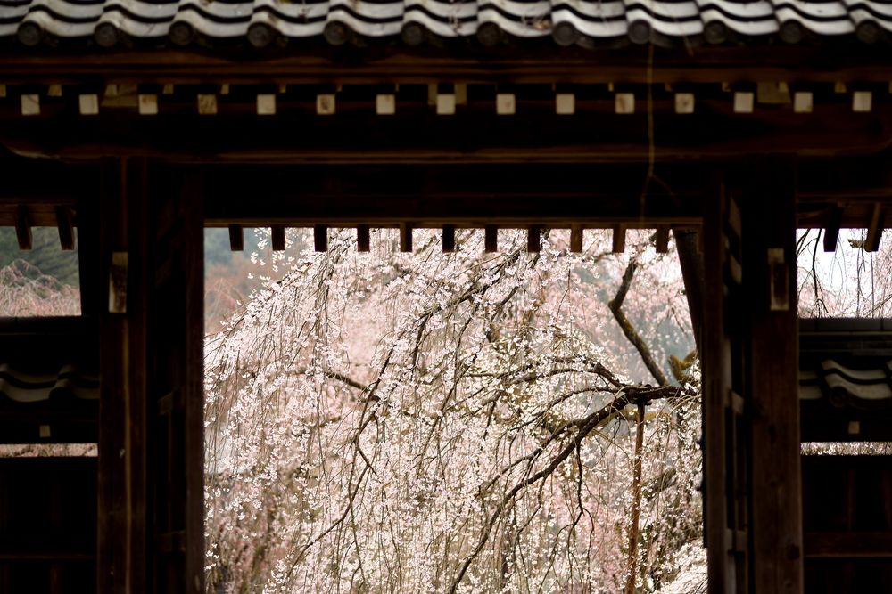 清雲寺の画像 - 4枚目
