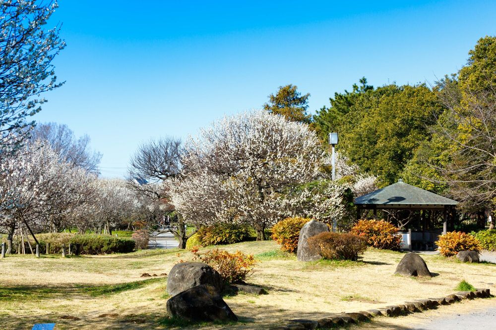 越谷梅林公園の画像 - 2枚目
