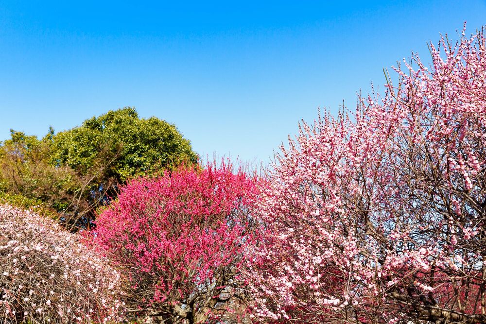 越谷梅林公園の画像 - 3枚目