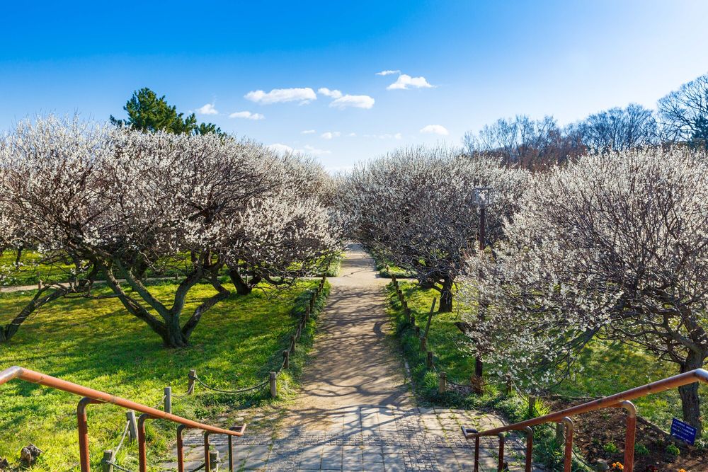 越谷梅林公園】の周辺スポット・アクセス・口コミ - Prism Japan