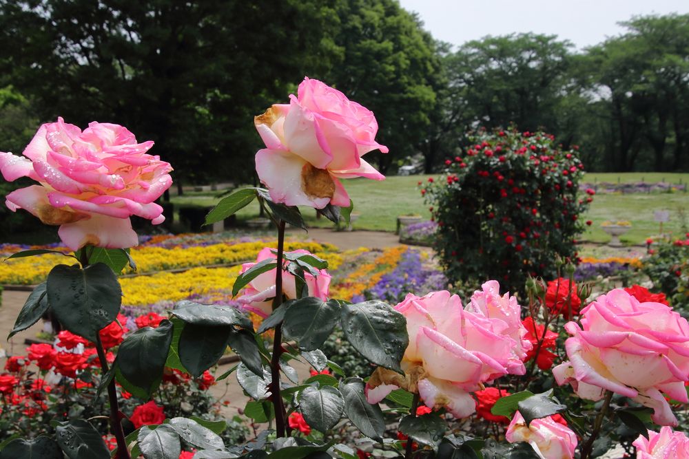 智光山公園の画像 - 4枚目