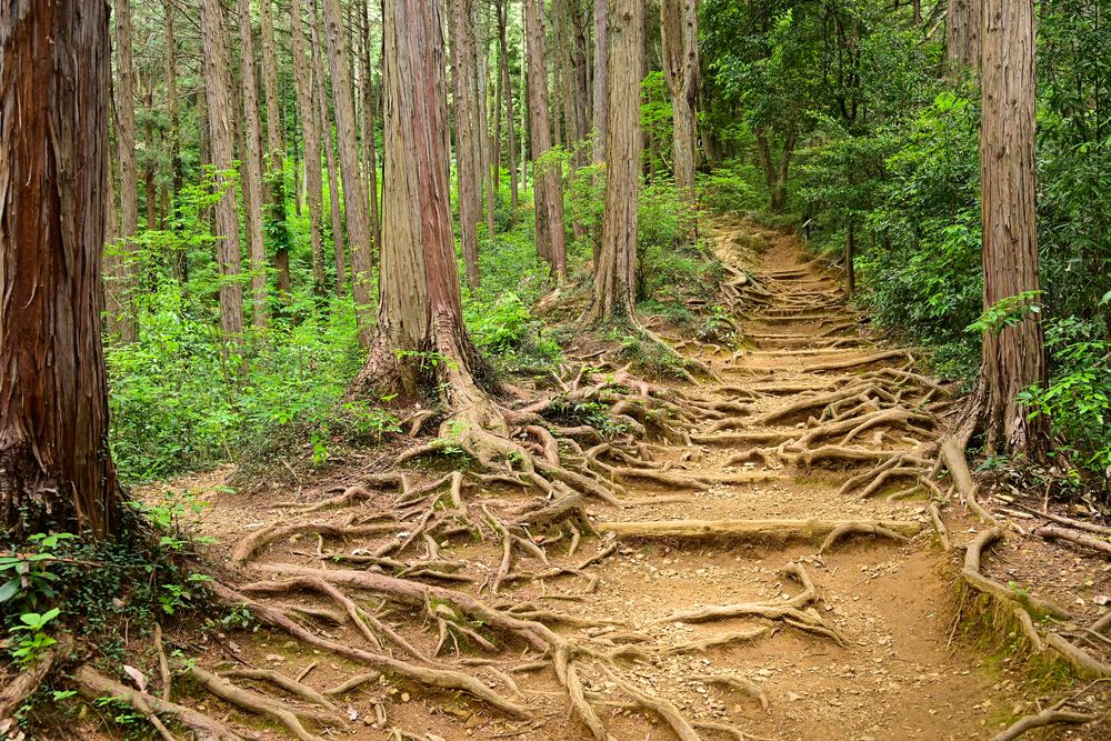 日和田山の画像 - 5枚目