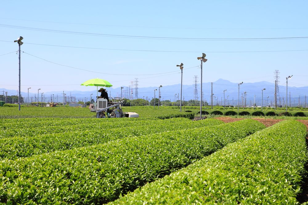 入間茶業公園の画像 - 2枚目