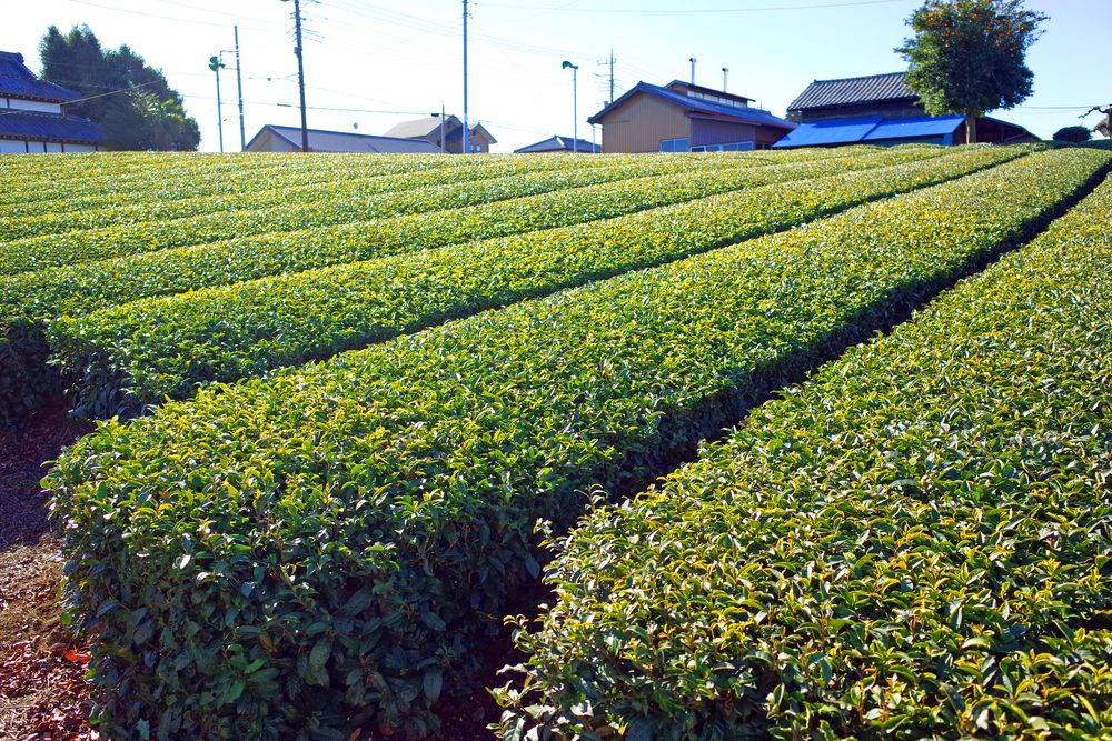 入間茶業公園の画像 - 4枚目
