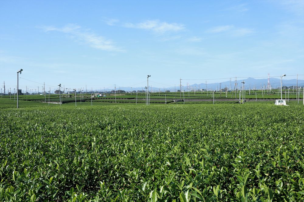 入間茶業公園