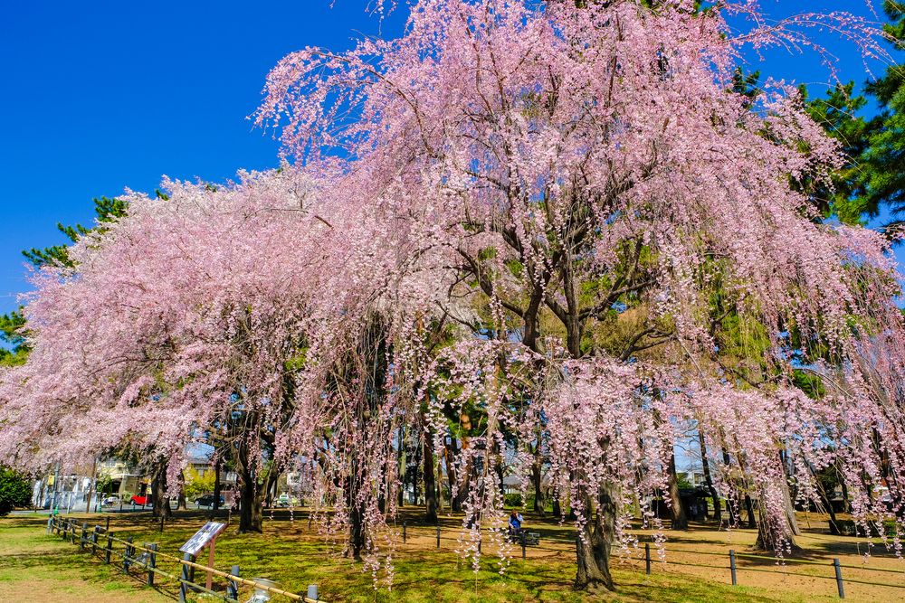 群馬県立敷島公園】の周辺スポット・アクセス・口コミ - Prism Japan
