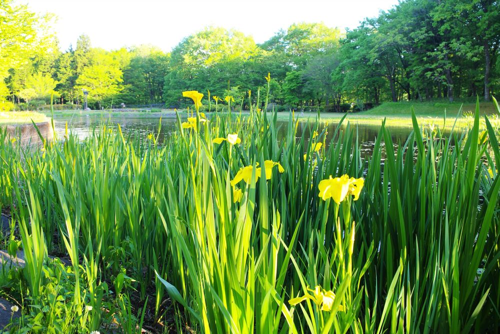 日光だいや川公園の画像 - 3枚目