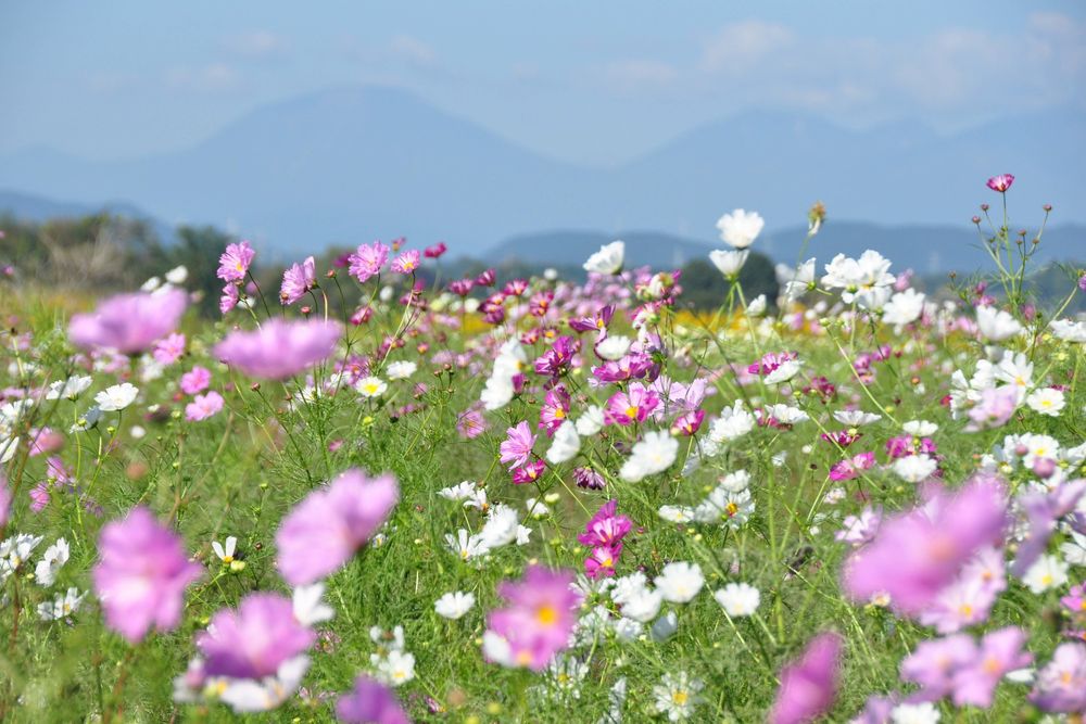 鬼怒グリーンパークの画像 - 2枚目