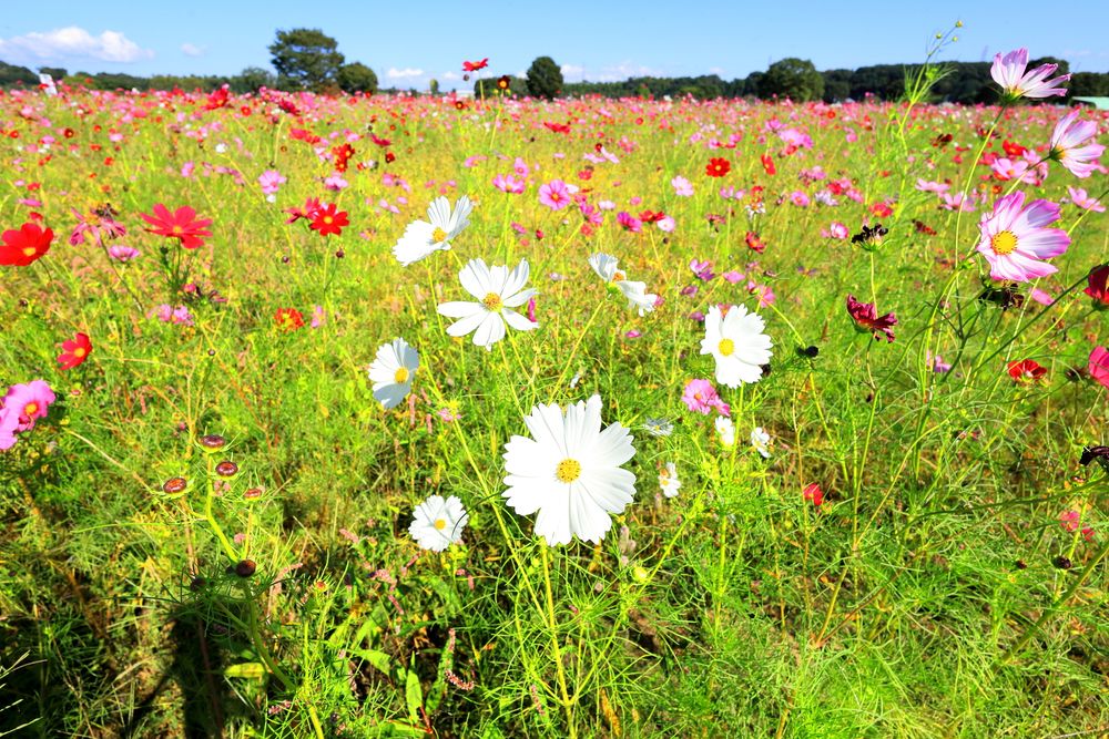 鬼怒グリーンパークの画像 - 4枚目