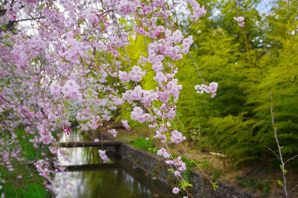 玉川上水緑道の画像 - 2枚目