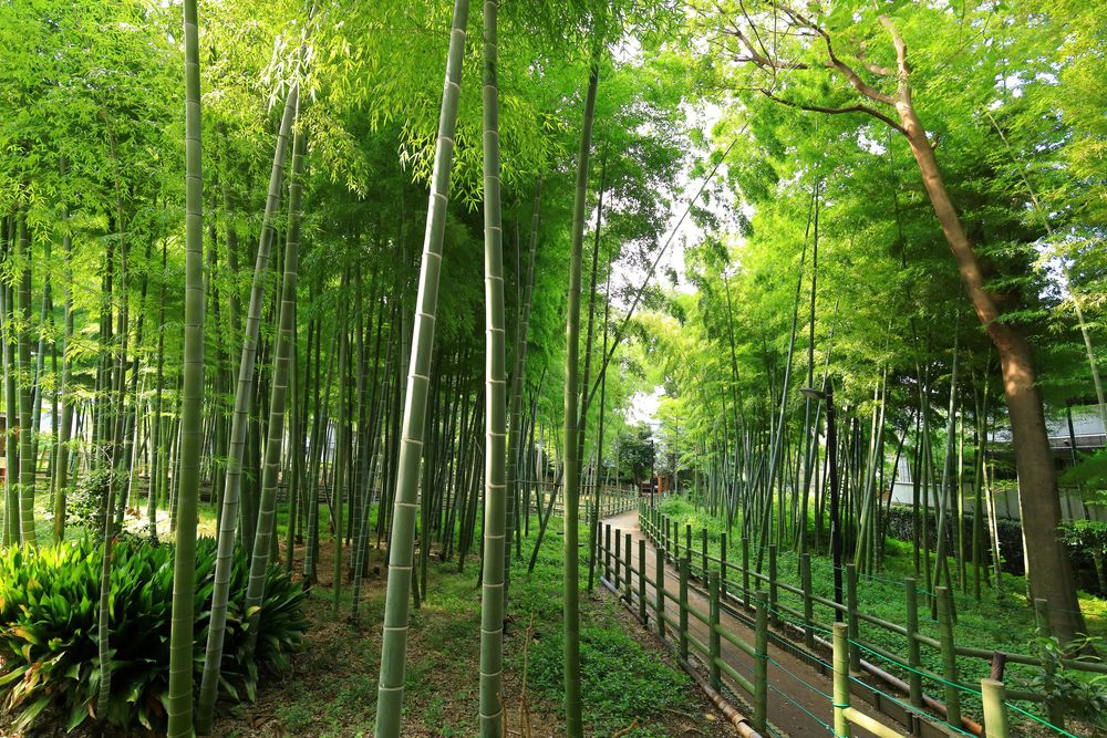 目黒区立すずめのお宿緑地公園の画像 - 3枚目