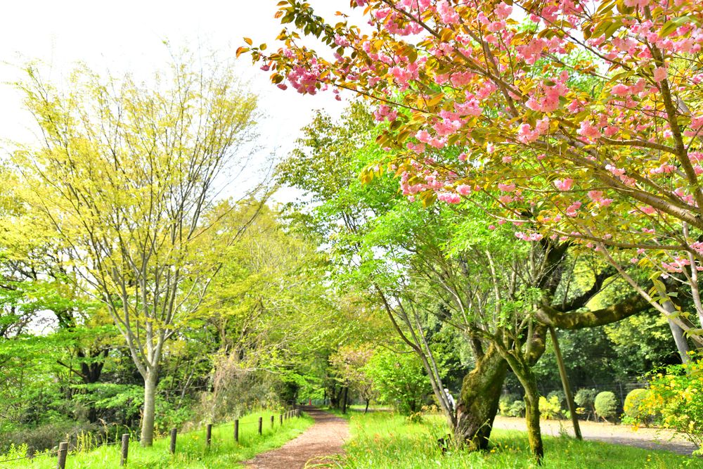 尾根緑道の画像 - 2枚目