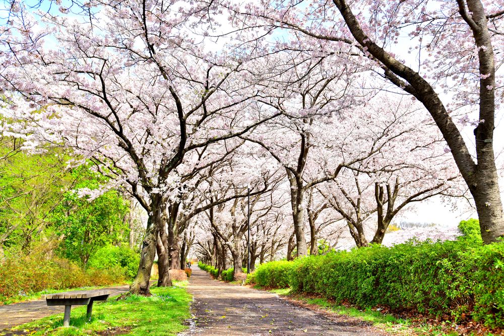 尾根緑道の画像 - 4枚目