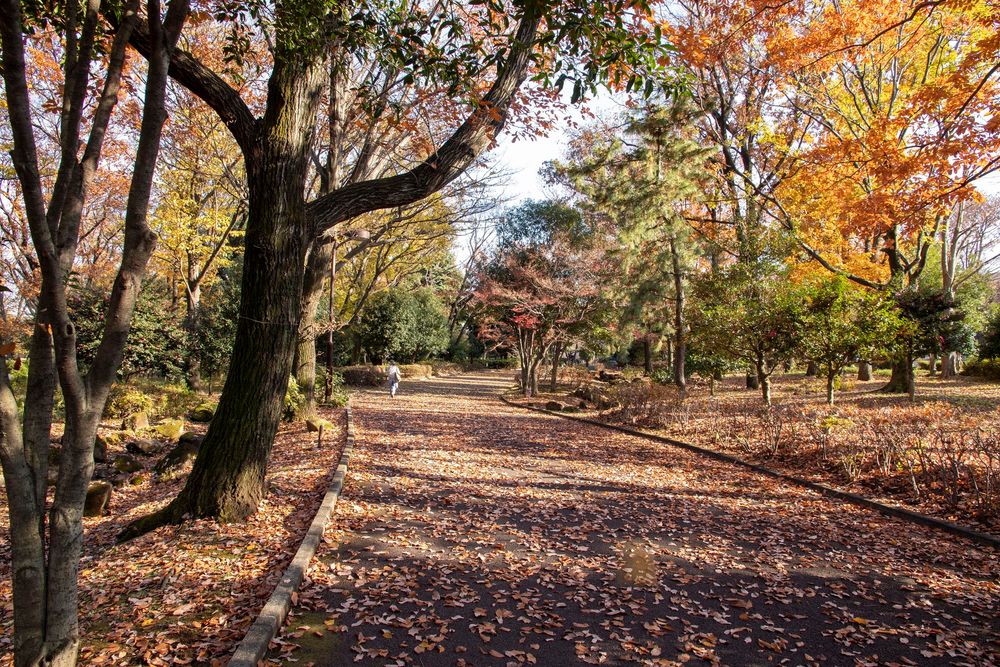 大泉中央公園の画像 - 2枚目