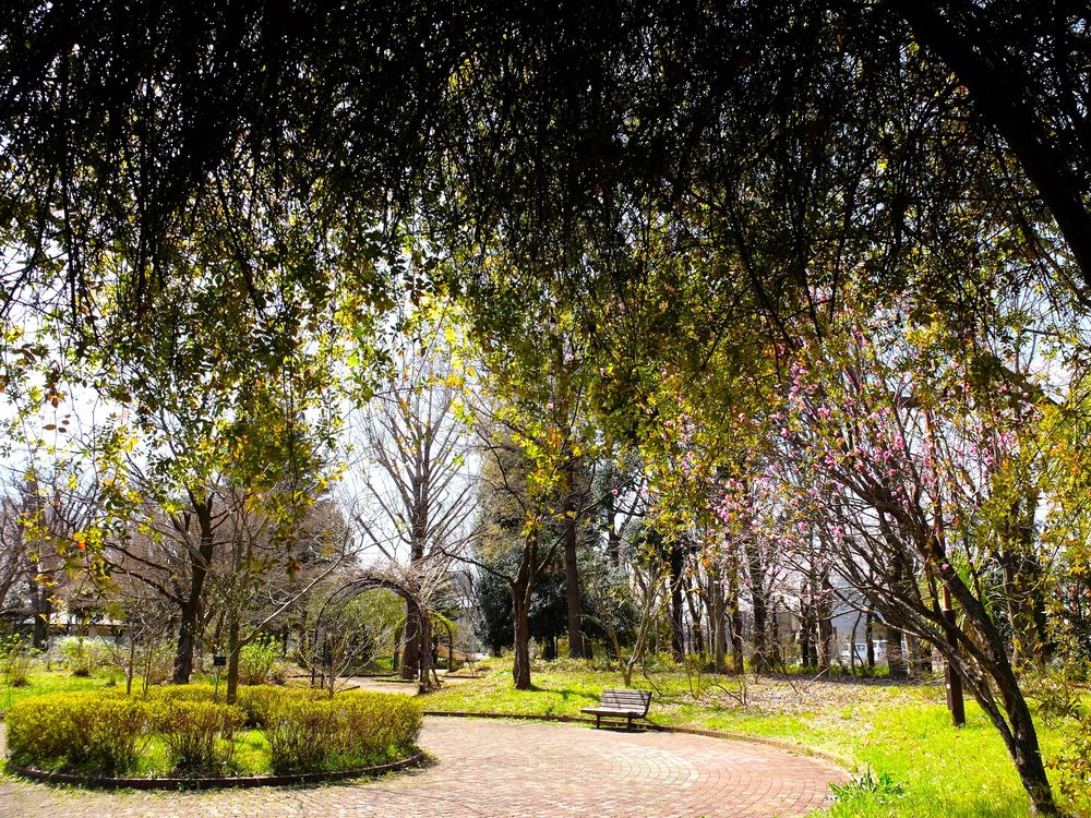 大泉中央公園の画像 - 5枚目