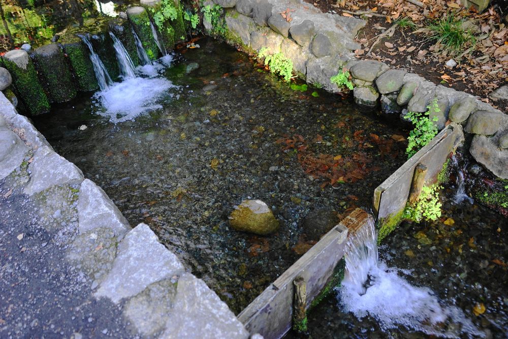 お鷹の道・真姿の池湧水群の画像 - 4枚目