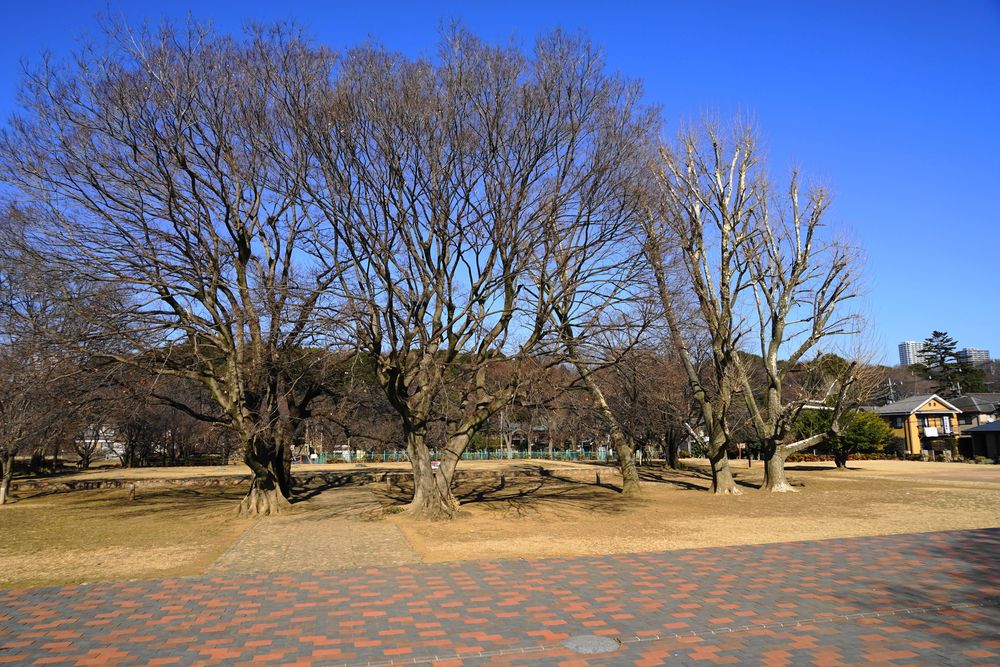 武蔵国分寺跡の画像 - 4枚目