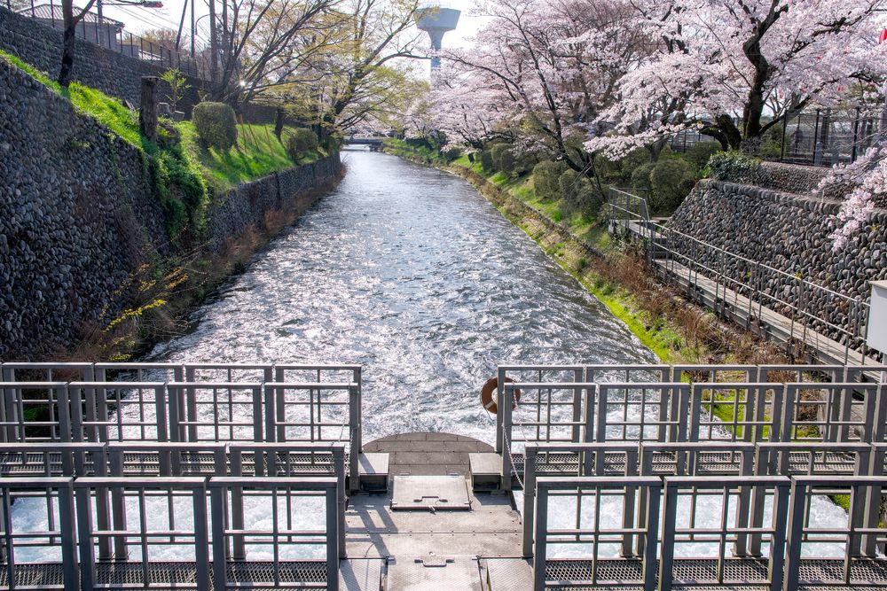 羽村取水堰（投渡堰）の画像 - 3枚目