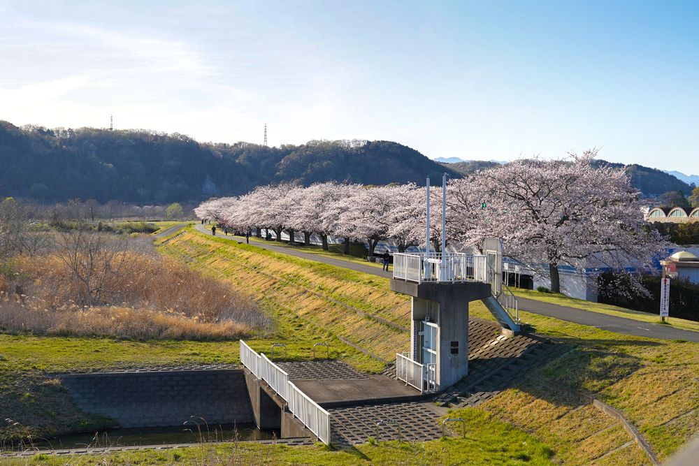 羽村取水堰（投渡堰）の画像 - 4枚目