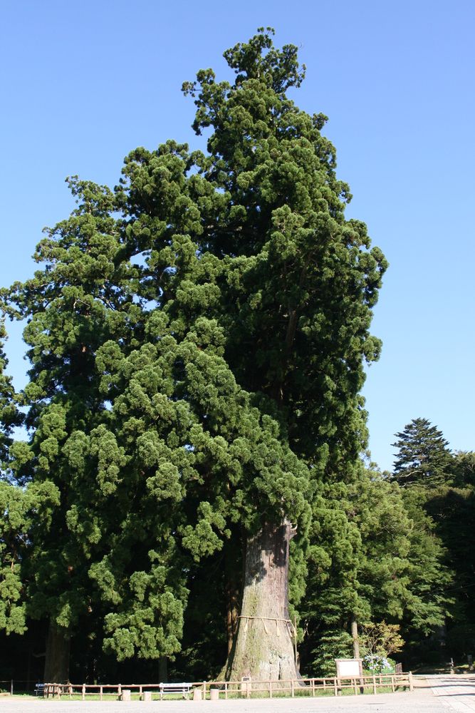 清澄寺の画像 - 2枚目