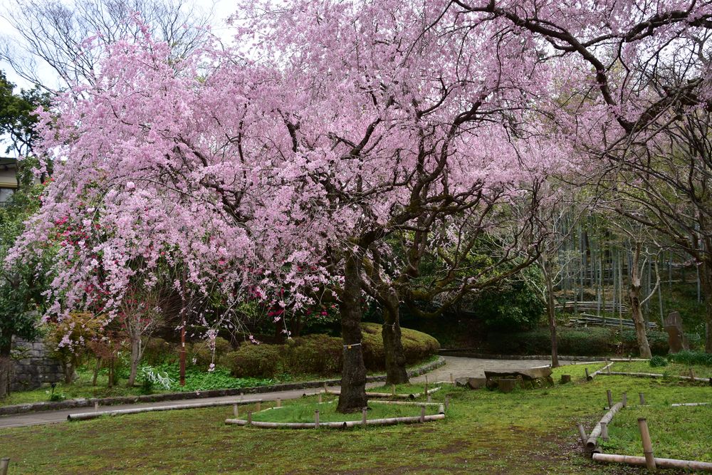 荒井城址公園の画像 - 5枚目