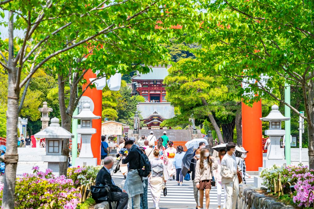 段葛の画像 - 2枚目