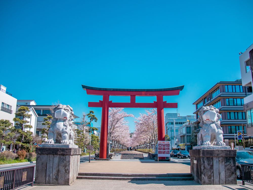 段葛の画像 - 4枚目