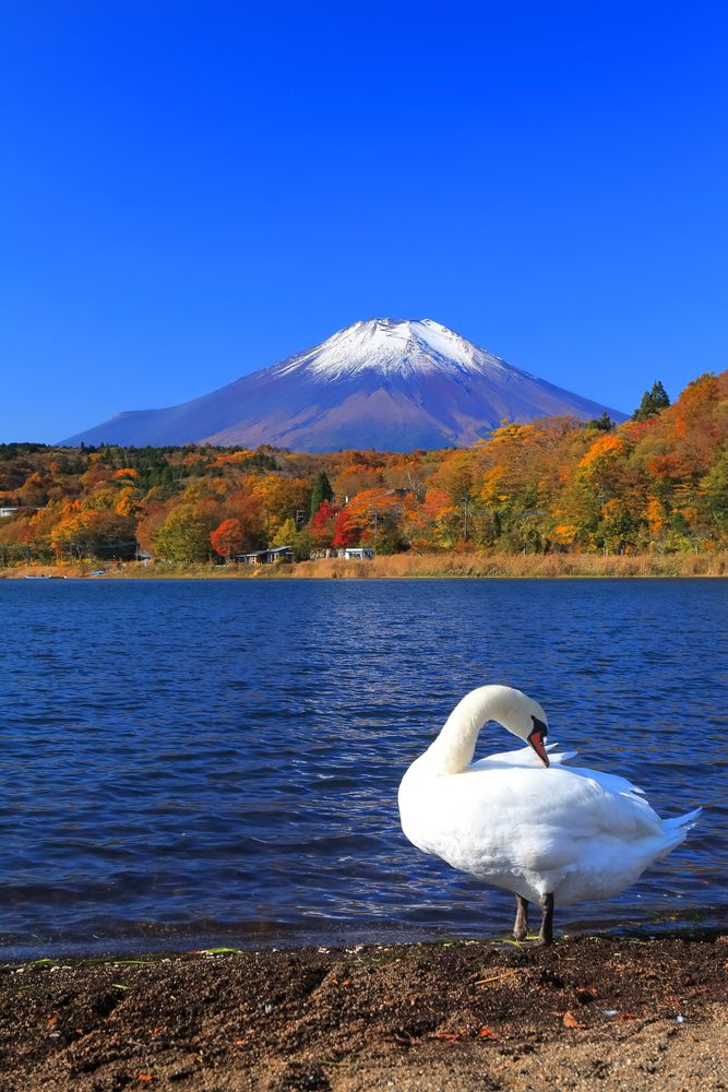 山中湖の画像 - 4枚目