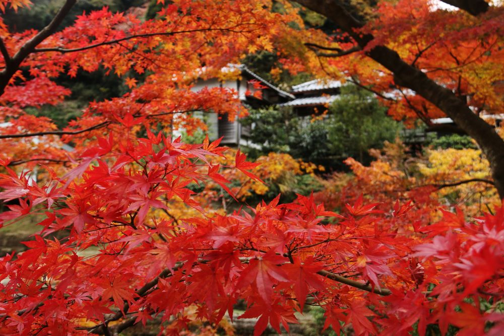 円覚寺 大方丈の画像 - 3枚目