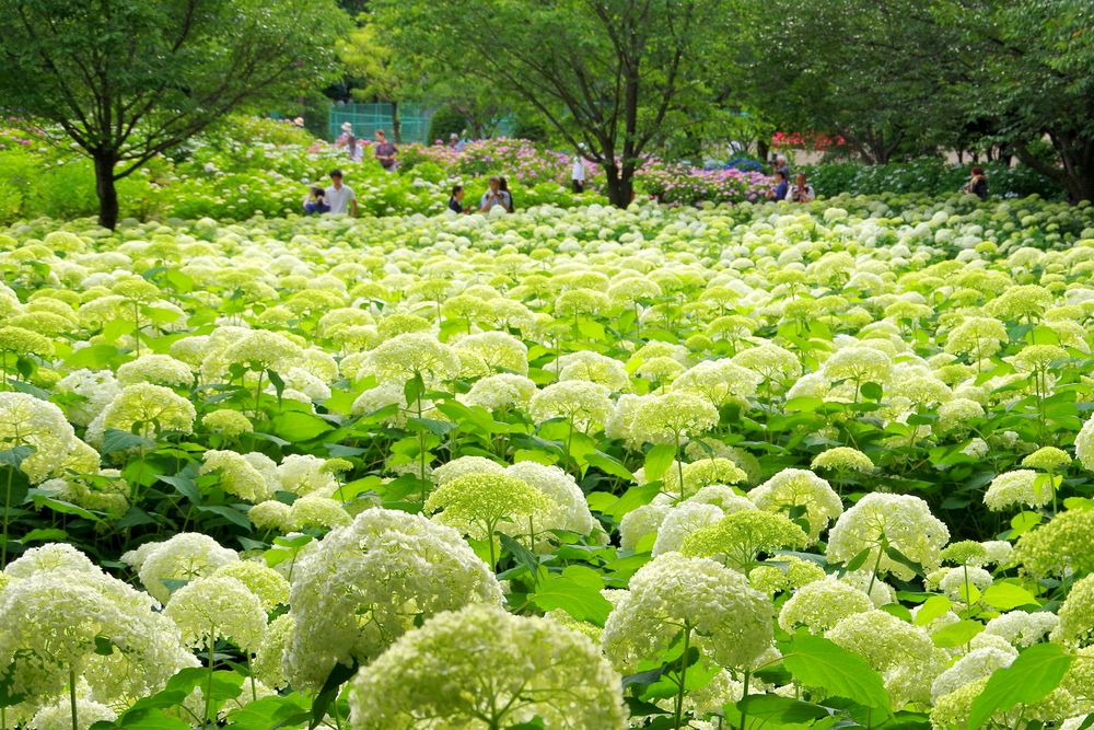 相模原北公園の画像 - 2枚目