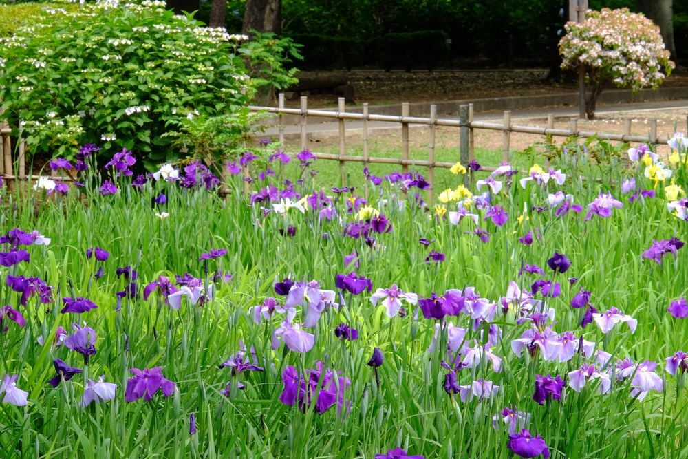 相模原北公園の画像 - 4枚目