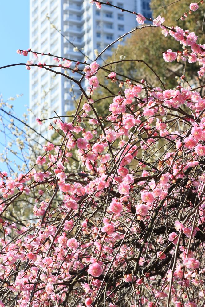 縮景園の画像 - 5枚目