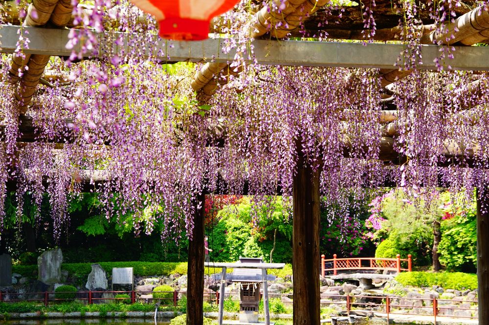 久伊豆神社のフジ(県指定天然記念物)の画像 - 2枚目
