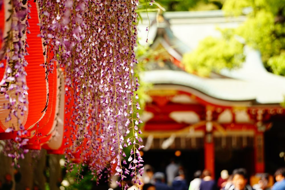 久伊豆神社のフジ(県指定天然記念物)の画像 - 3枚目