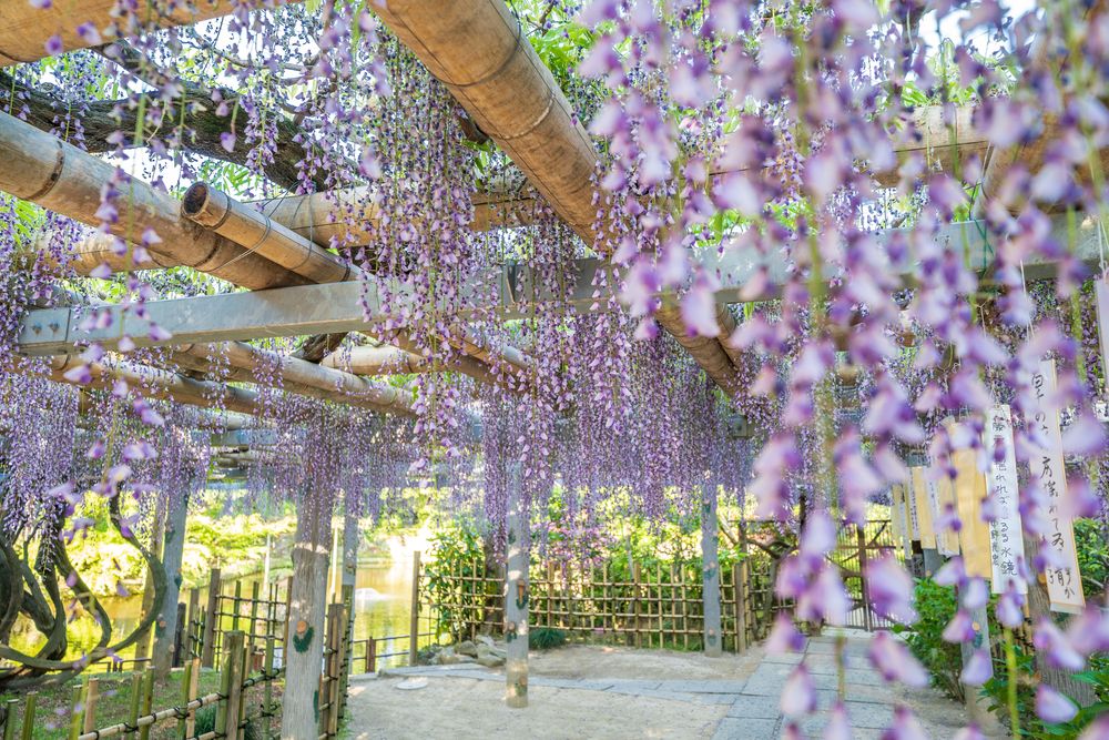 久伊豆神社のフジ(県指定天然記念物)