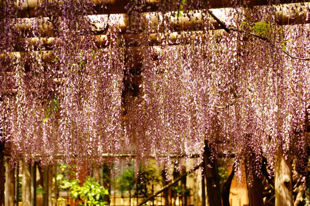 久伊豆神社のフジ(県指定天然記念物)の画像 - 4枚目