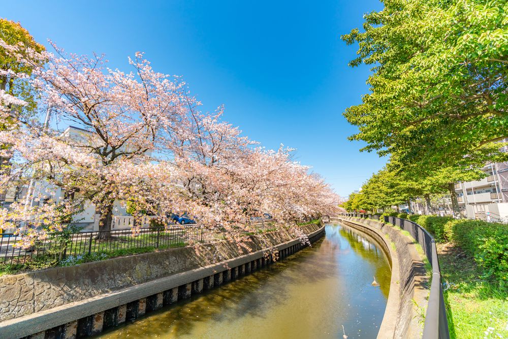 羽生・葛西用水の桜並木の画像 - 2枚目